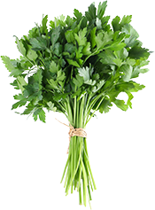 bundle of fresh green parsley